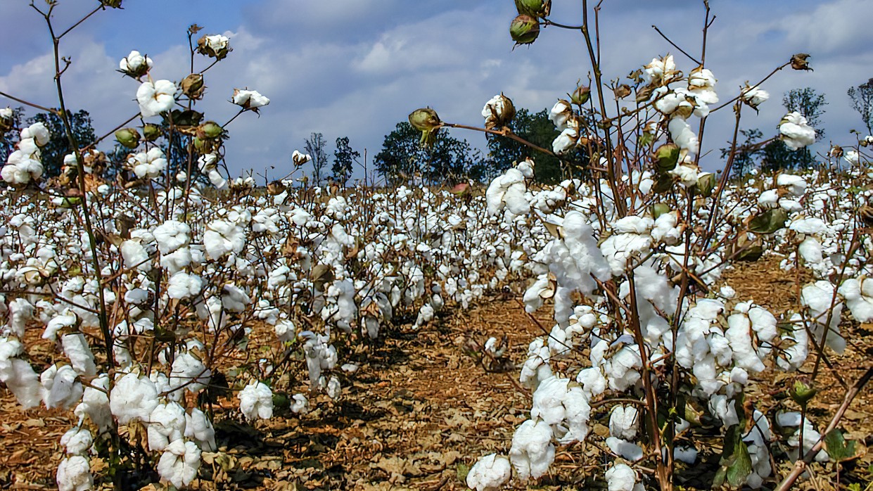 India surpasses China in cotton products supply to US